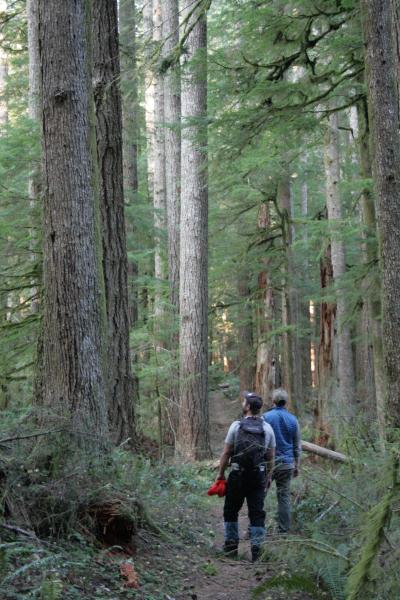 Hikers gaze up at towering trees in the Drift Creek Wilderness