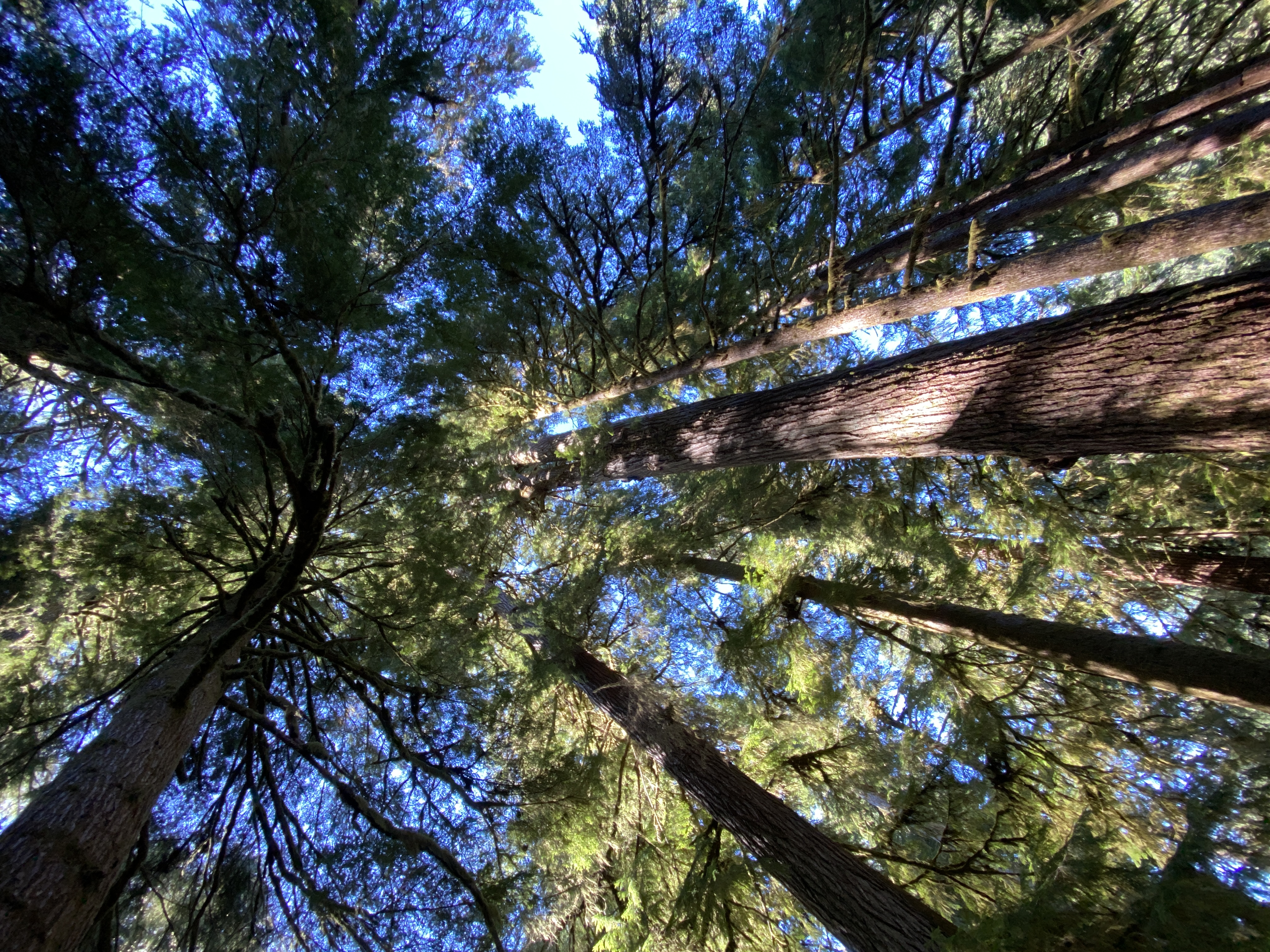 Towering trees along PAWN trail