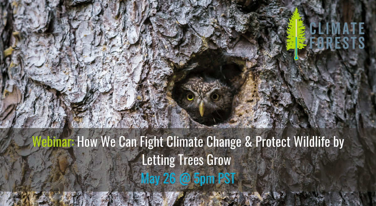 Owl peeks out through a hole in a tree. Text: How we can fight climate change & protect wildlife