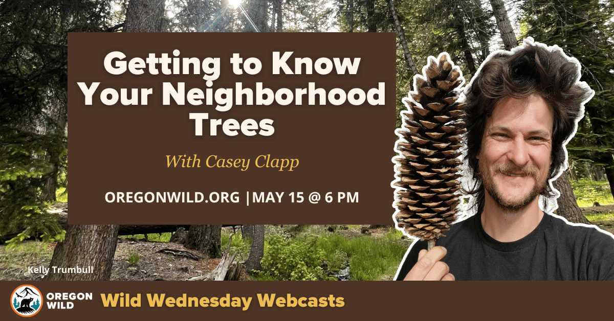 Close up of a man with very tall hair holding up a very big tree cone - backdrop of a forest with trees - text: getting to know your neighborhood trees with Casey Clapp May 15th at 6 PM