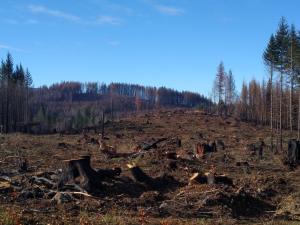 "Salvage logging in the Riverside Fire in Oregon"
