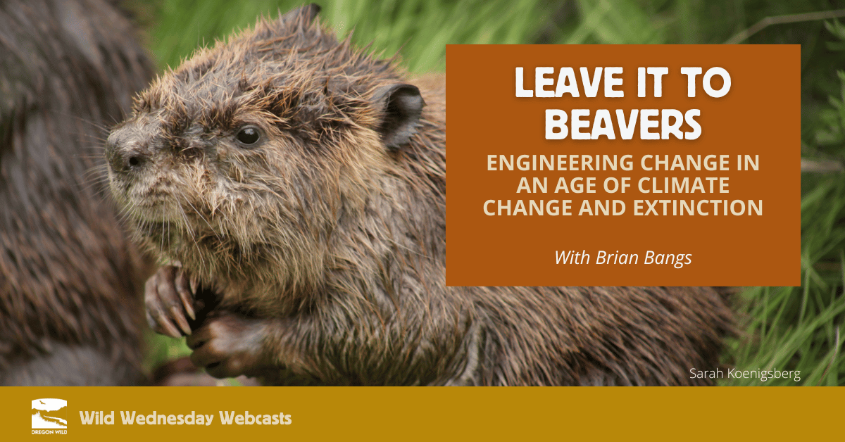 Leave it to Beavers: Engineering change in an age of climate change and extinction - close up of a beaver kit