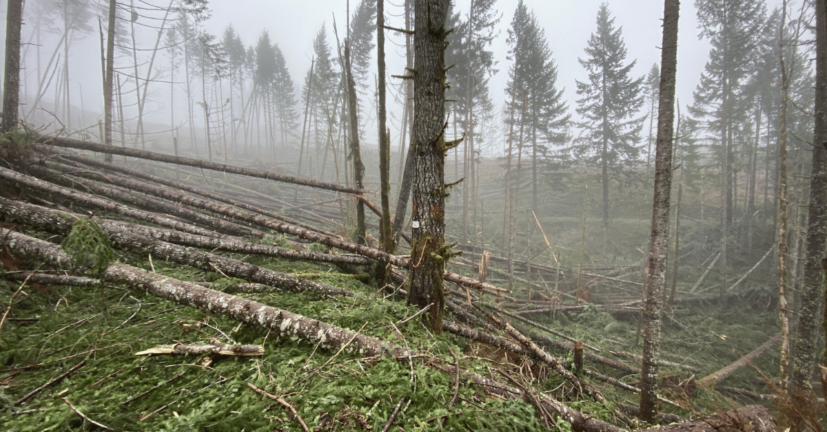 Toppled trees in the Lookout Below timber sale area