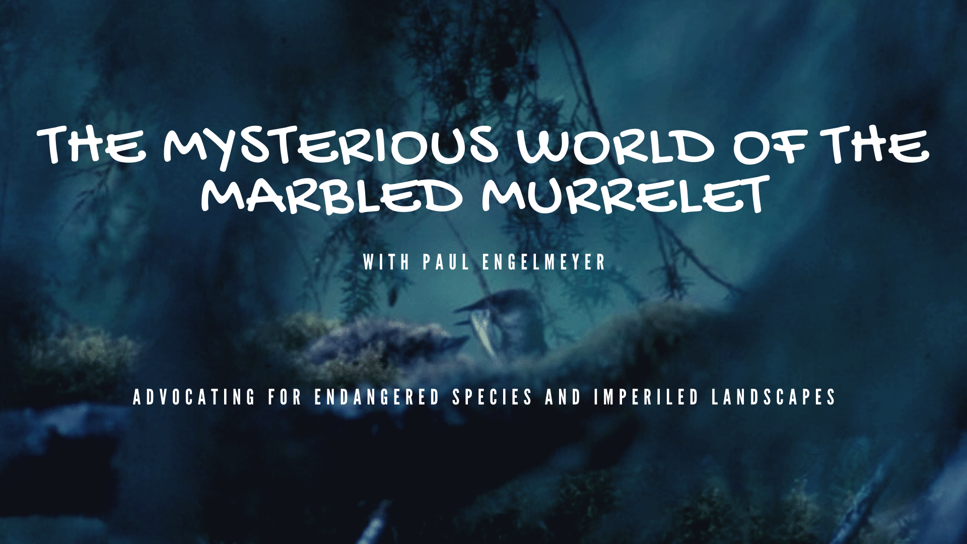 Webcast: The Mysterious World of the Marbled Murrelet