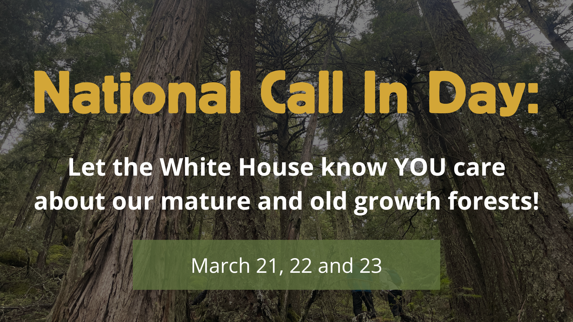 National Call in Day for our mature and old growth forests. March 21-23