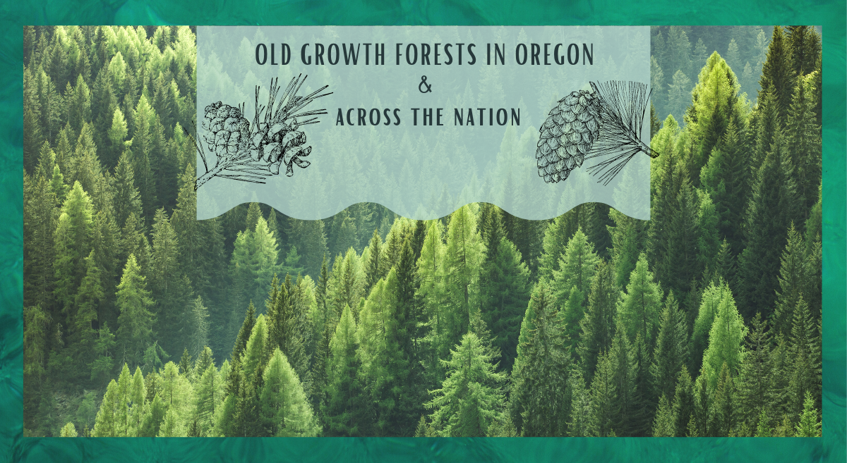 Webcast: Old-growth forests in Oregon and across the nation