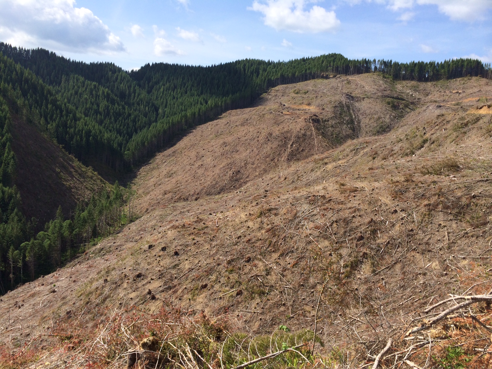 Clearcut on private lands