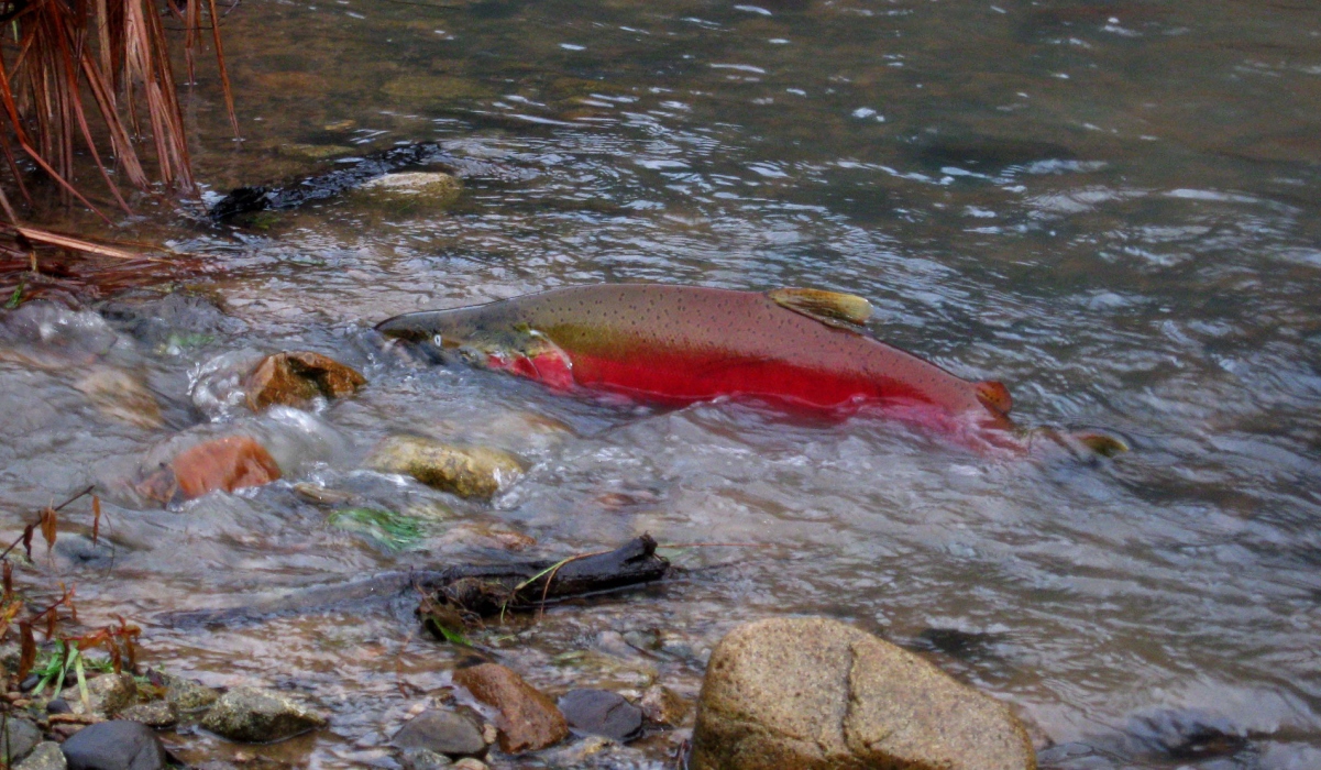 Salmon in a creek by Ann Chamberlain