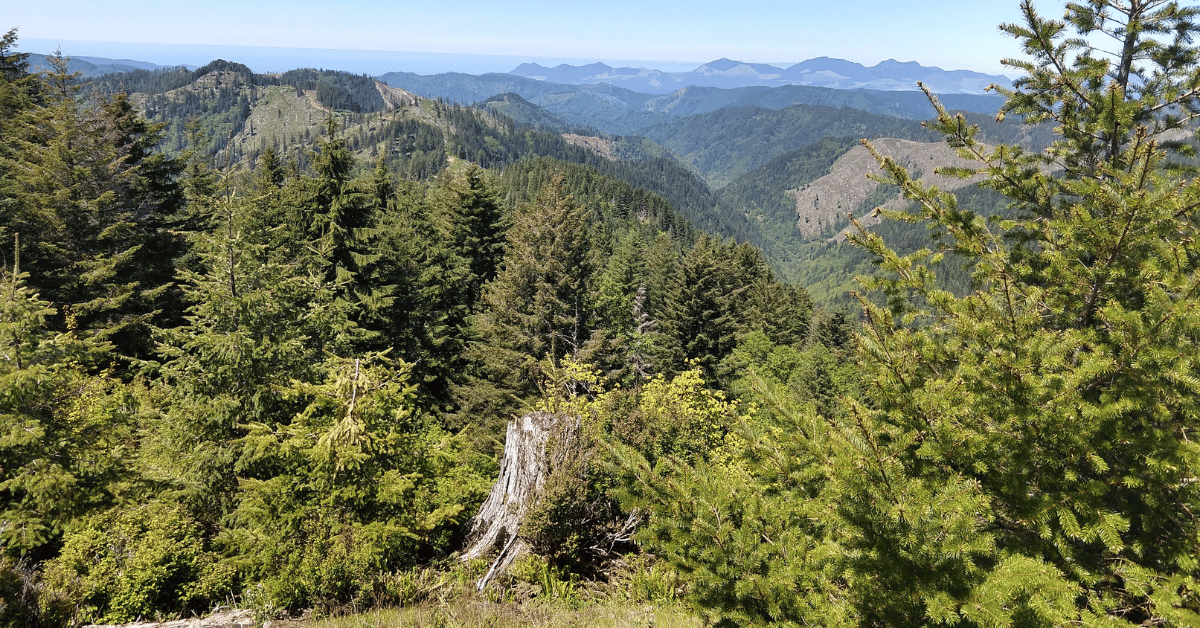 Looking out over the Tillamook State forest with green trees and clearcuts on the hillsides on the distance