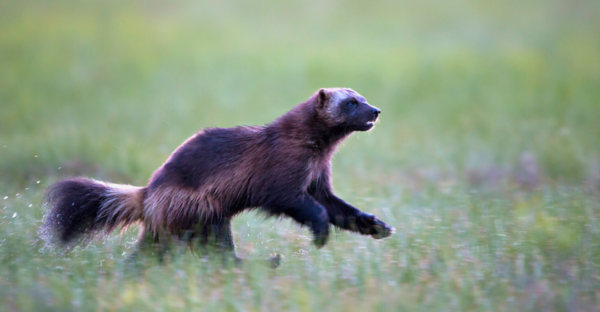 a wolverine running in a grassy meadow