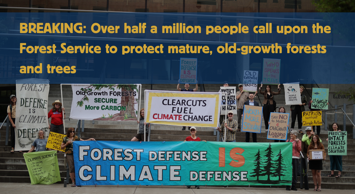 Activists on the courthouse steps holding up numerous signs and banners in support of mature and old-growth forest protections