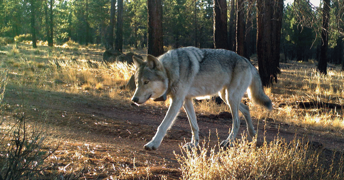 Gearhart wolf