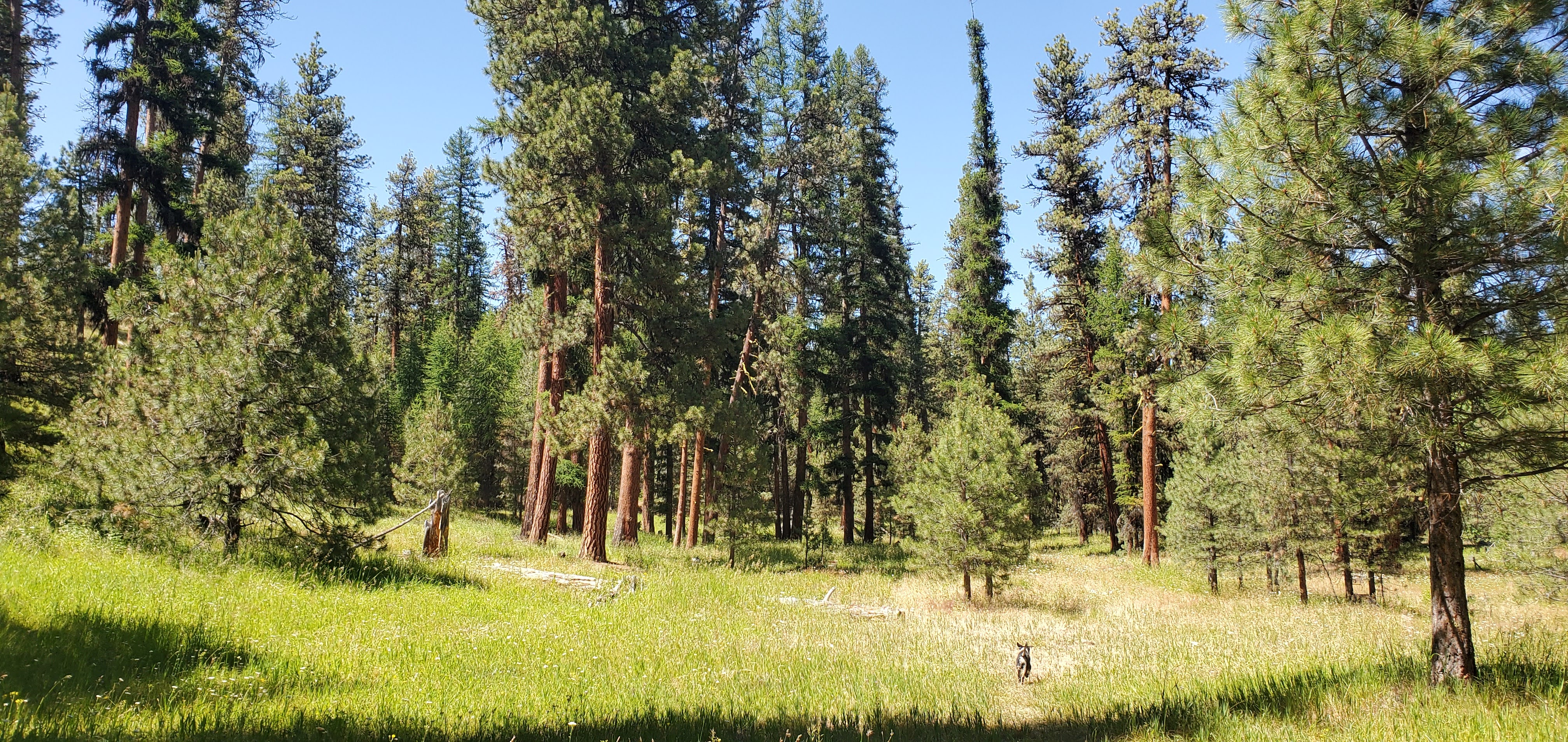 Black Mountain Project Area in the Ochoco National Forest