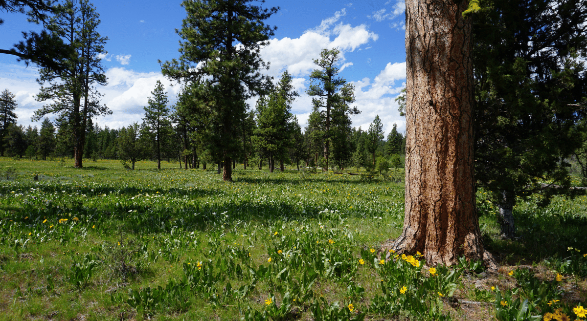 A green field of wildflowers with old-growth ponderosa pine in the foreground - by Jamie Dawson