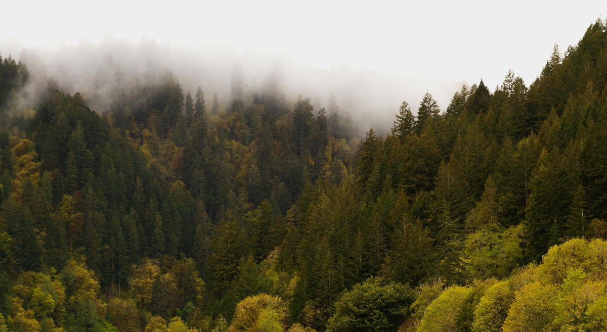 A diverse Oregon forest in the fog