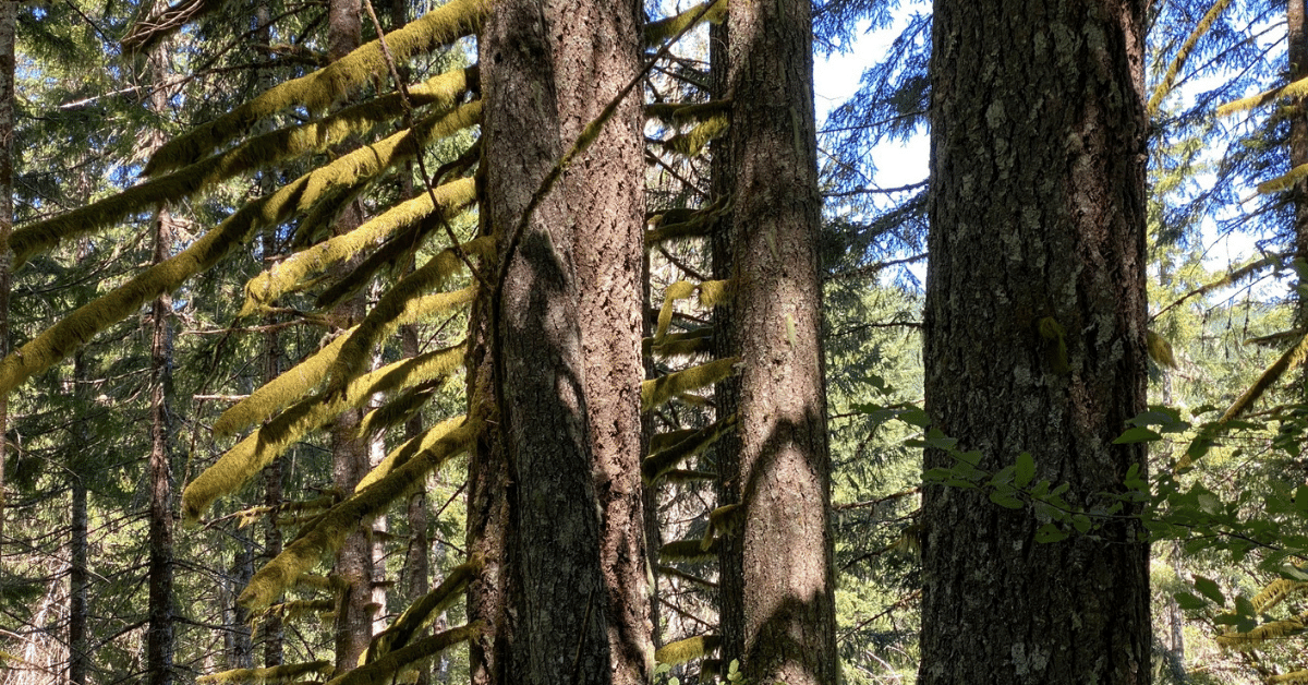 Large trees targeted for logging in the Oregon Coast Range - Doug Heiken