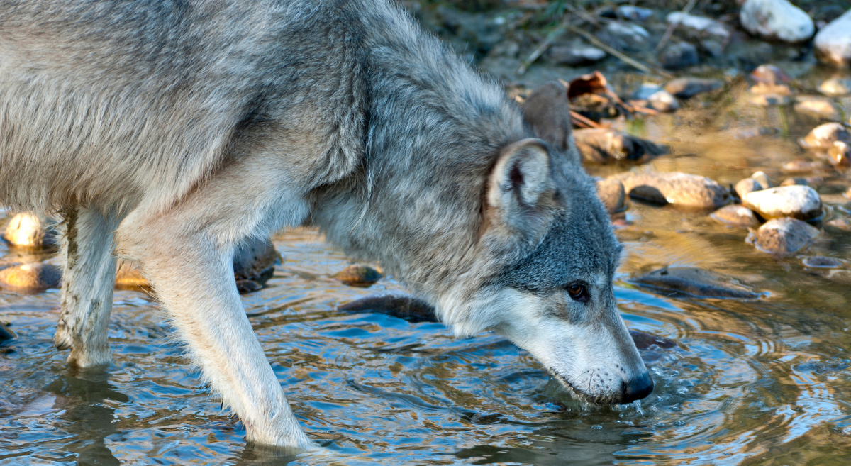 A wolf drinks from a river