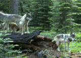 Group of four wolves standing on and around a large downed log