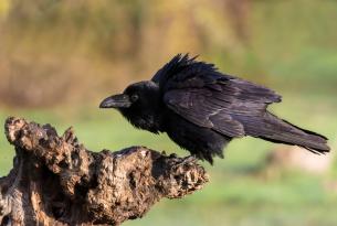 Raven on a fence post