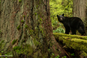 A black bear wlaks through an old growth forest and looks over its shoulder