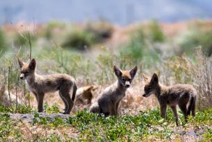 Coyote pups by Brett Cole