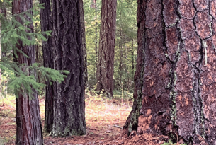 Middle Fork Sacandaga - Ponerosa pine (hike 49)