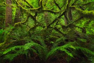 Columbia River Gorge rainforest by Brian Kibbons