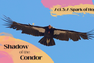 A condor soars in the blue sky