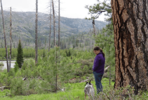 A woman and a dog stand by an old-growth ponderosa pine overlooking a green hill and river