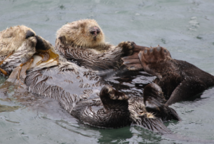 Two sea otters floating 