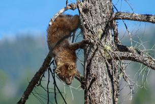 Pacific Fisher climbing down a tree, Illinois River, Kalmiopsis Wilderness by Drew Watson