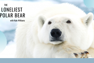 Webcast: The Loneliest Polar Bear