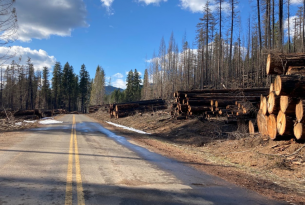 Large trees line the road after aggressive post-fire logging on Highway 46, photo by Michael Hudson