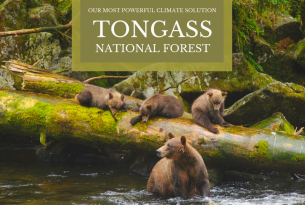 Tongass National Forest: Our Most Powerful Natural Climate Solution - mama grizzly bear and 3 cubs in a river by a large downed tree