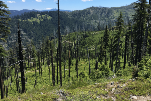 A forest regrowing after the Warner Creek fire
