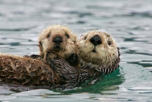 sea otters