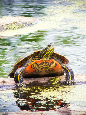 A western painted turtle on a log