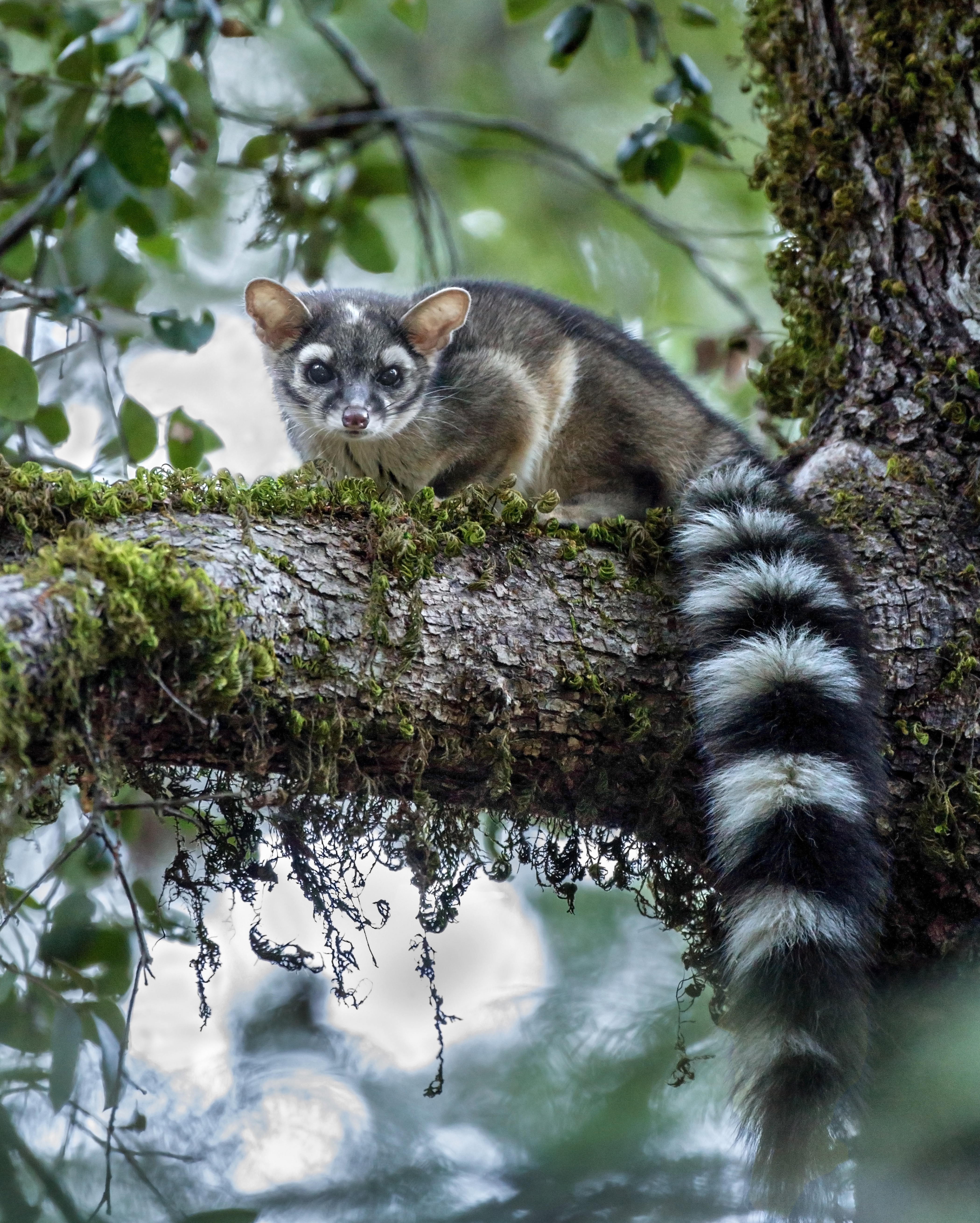 Ringtail on a branch