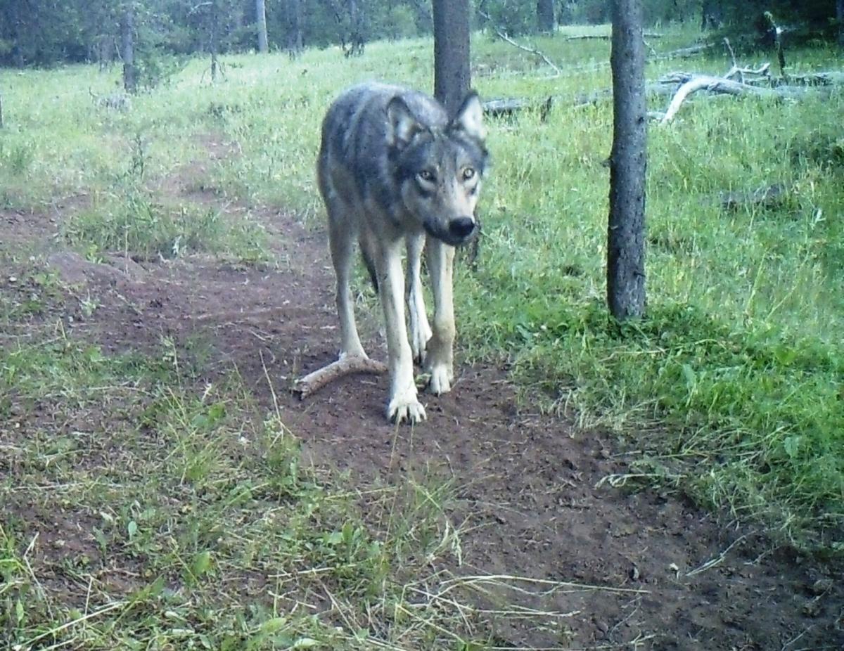 Trail cam photo of a wolf from the Harl Butte Pack by Oregon Wild