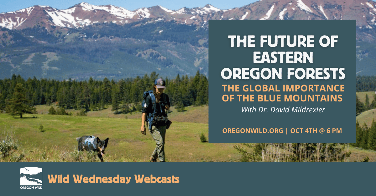 The Future of Eastern Oregon Forests Oct 4th at 6 PM - a woman crosses a meadow leading a dog with large tree covered mountains in the background