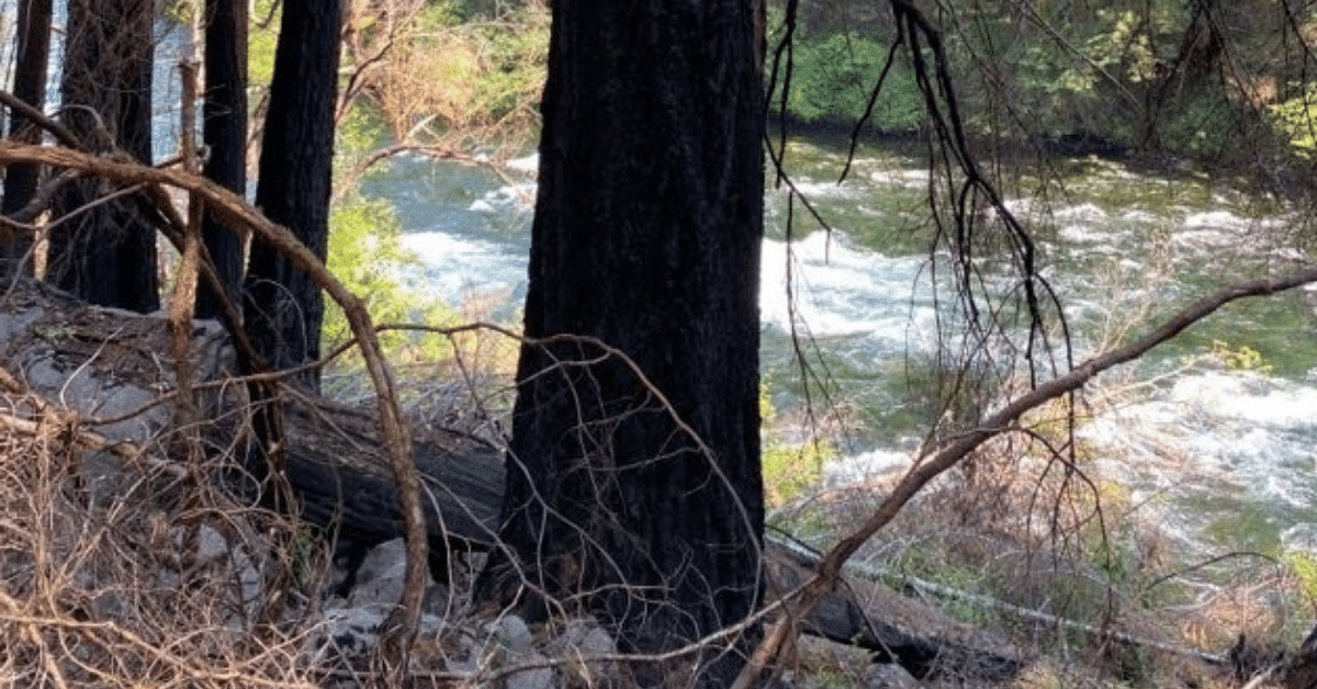 Burned tree stumps and regrowth along the McKenzie River