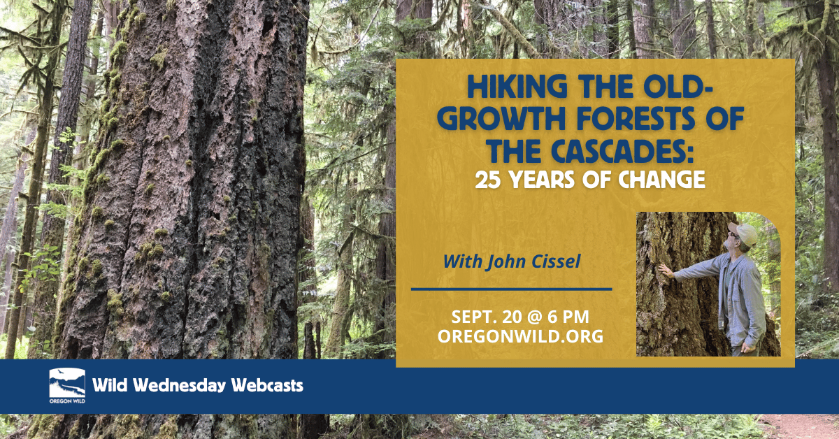Hiking Old-Growth Forests of the Cascades Webcast Sept 20th at 6 PM; image of old-growth forests, a man putting a hand on one large trunk