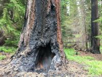 The burned base of a large Douglas-fir tree