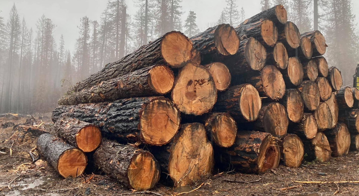 post-fire logging