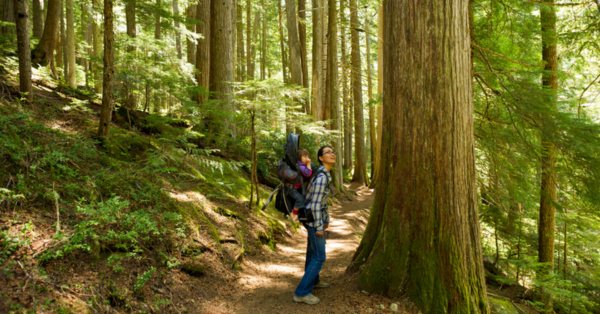 A woman and child admire a large cedar tree on a hike through the forest