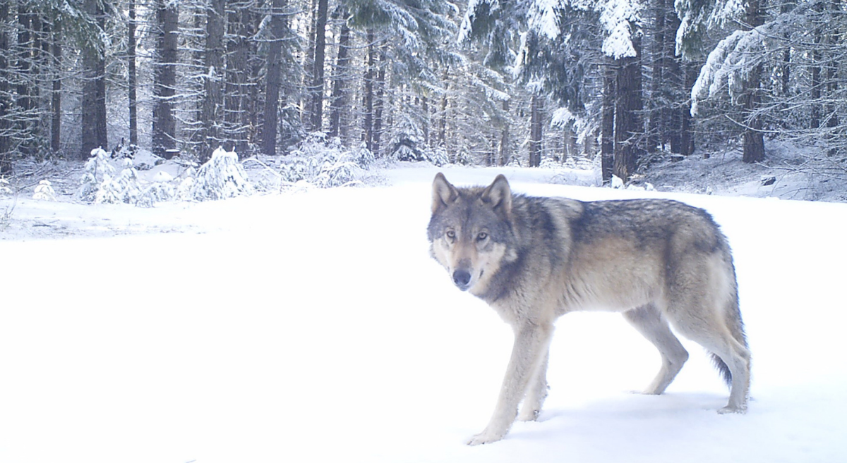 A wolf from the Indigo Wolf Pack in Western Oregon