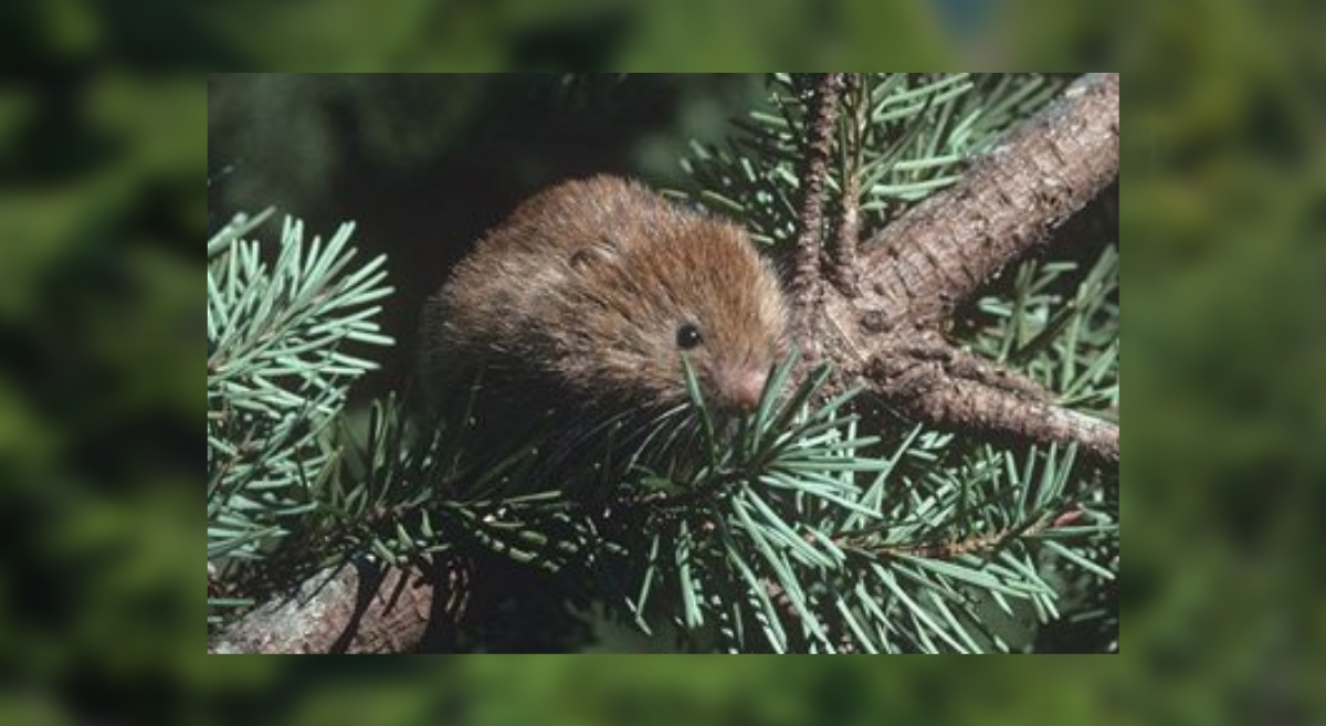 A red tree vole eating in a canopy