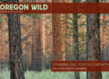 Oregon Wild Fall 2020 Newsletter Cover - A Ponderosa Pine Forest