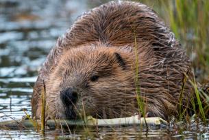 A beaver partially submerged in a pond