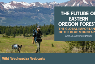 The Future of Eastern Oregon Forests - a woman crosses a meadow leading a dog with large tree covered mountains in the background
